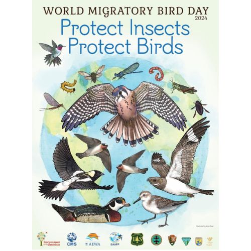 Image for event: Celebrating World Migratory Bird Day!